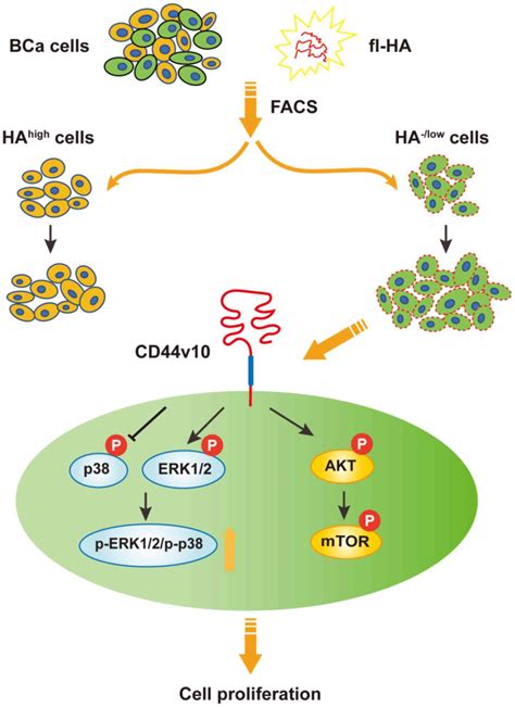 Cd44 Activation State Regulated By The Cd44v10 Isoform Determines