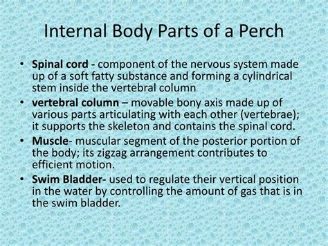 Ppt Perch Dissection Introduction Powerpoint Presentation Free