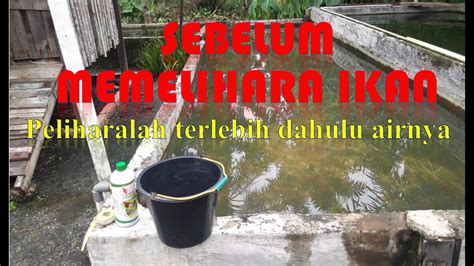 Budidaya Ikan Nila Persiapan Air Kolam Sebelum Penebaran Benih Youtube