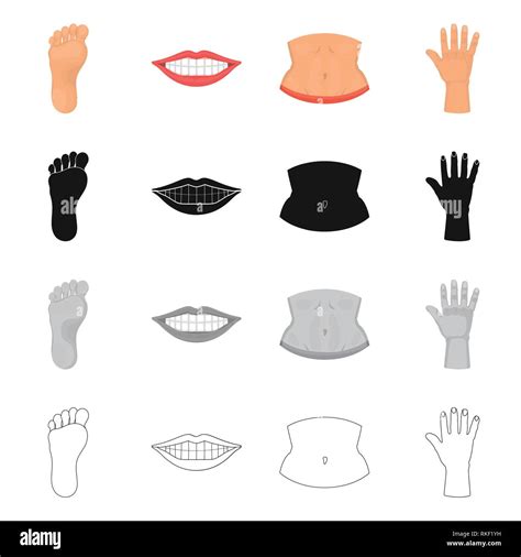 Vector Design Of Body And Part Sign Set Of Body And Anatomy Stock