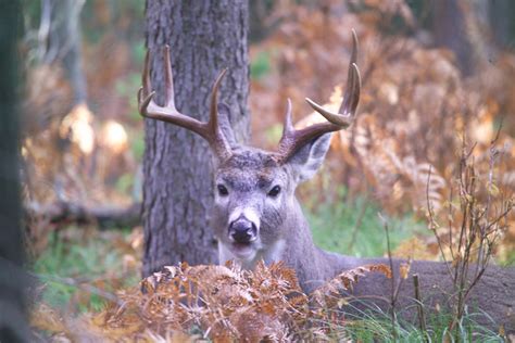 Deer Decoy Placement | OutdoorHub