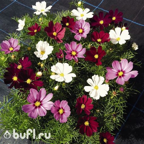 Космея дваждыперистая семена от bufl.ru