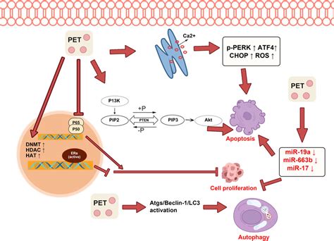 Frontiers Pterostilbene In The Treatment Of Inflammatory And