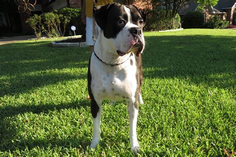 Akc Black Boxer Champion Boxer Puppy For Sale In Texas Boxer Breeder