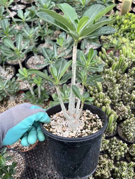 For Sale Online Desert Rose Adenium Obesum Plantly