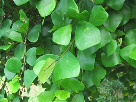 Ficus Triangularis Um Guia Completo Desta Planta Guia Das Suculentas