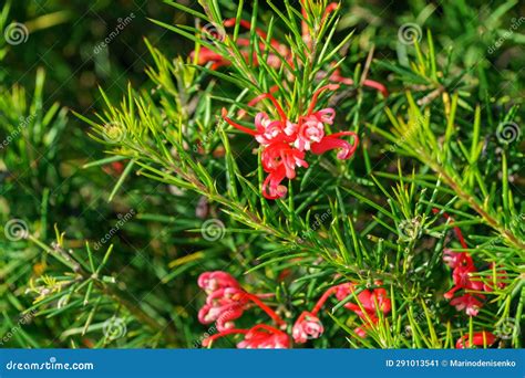 Juniper Leaf Grevillea Green Fluffy Ornamental Shrubs Stock Photography