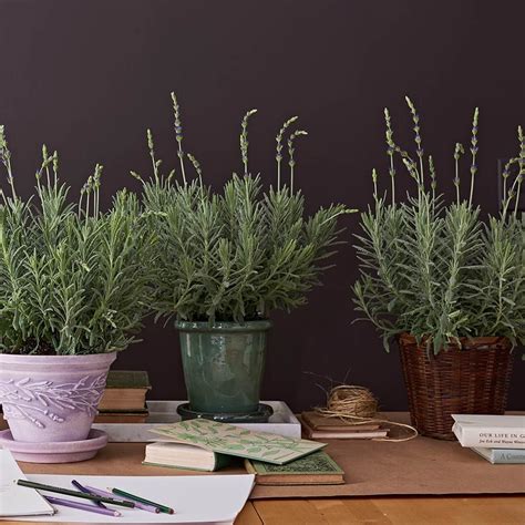 Indoor Lavender Plants | White Flower Farm