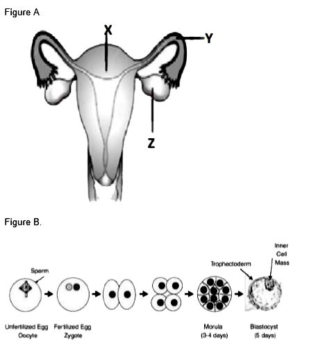 Figure A Shows The Front View Of The Human Female Reproductive System