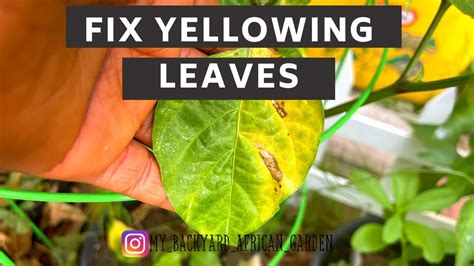 How To Fix Yellowing Leaves In The Vegetable Garden Yajesgarden Youtube