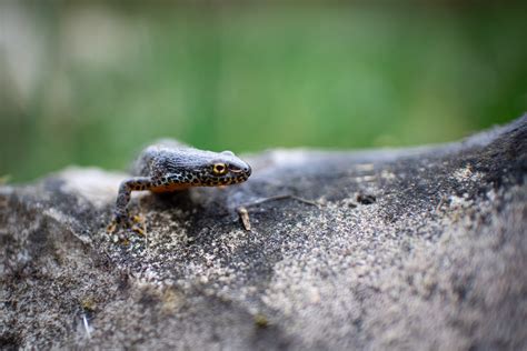 Black and Yellow Lizard · Free Stock Photo