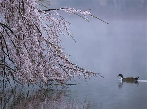 When trees droop at night, they might actually be ‘sleeping’ - The ...