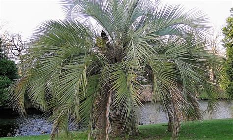 Бутия (Butia) - Цвете