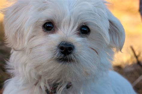 9 Of The Best Hypoallergenic Dogs - All Doggos