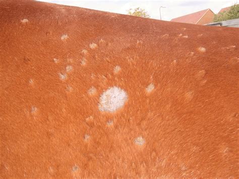 Ringworm Horse And Rider