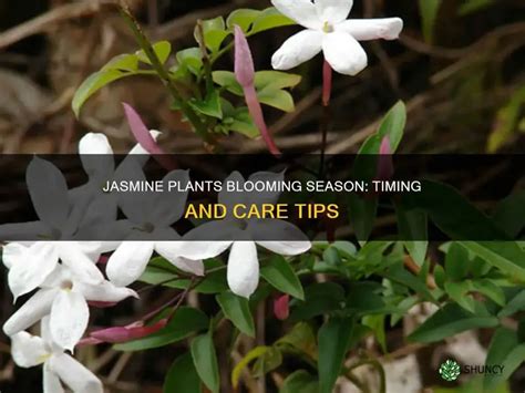 Jasmine Plants Blooming Season Timing And Care Tips Shuncy