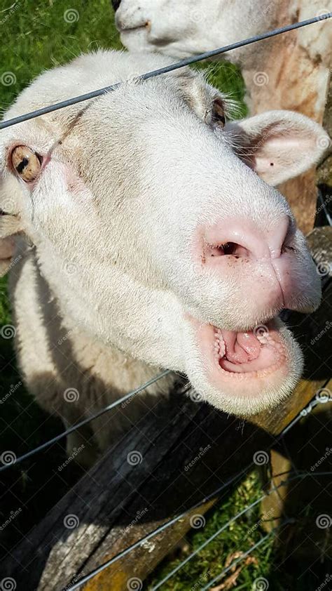 Sheep With Mouth Open Baaing Stock Image Image Of Head Laughing