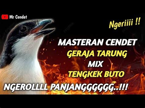 Masteran Cendet Gereja Tarung Mix Tengkek Buto Ngeroll Panjangggggg