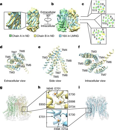 Differences In Pore Lining Helices And Ca Binding Between The Two