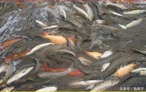 釣魚為什麼要打窩子，打窩就會有魚上鉤？ 每日頭條