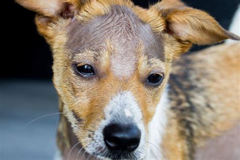 La Pelade Chez Le Chien Causes Et Traitements SanteVeto