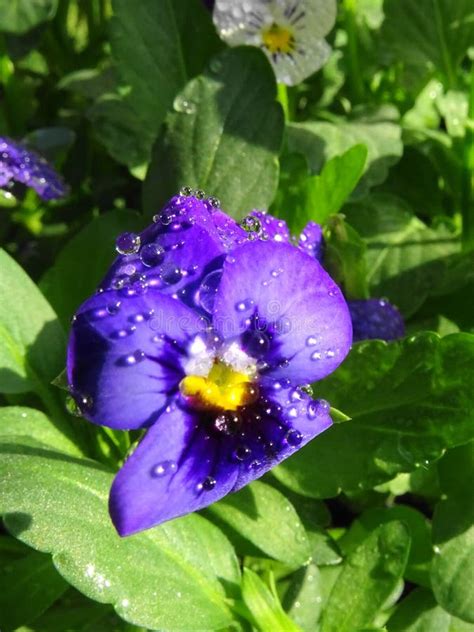 Beautiful Garden Viola In Full Bloom Stock Photo Image Of Dramatic