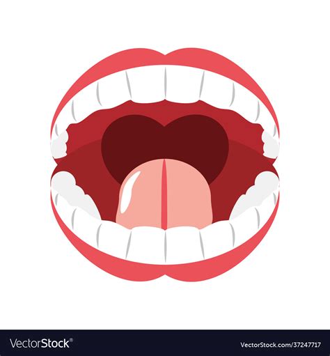 Human mouth anatomy Royalty Free Vector Image - VectorStock