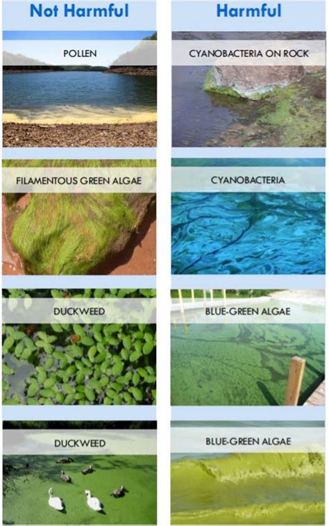types  algae  water