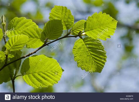 Leaves Alder Tree High Resolution Stock Photography And Images Alamy