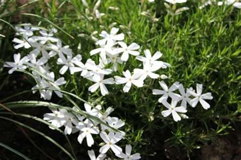 Флокс Дугласа Вайт Делайт Phlox Douglasii White Delight Флоксы