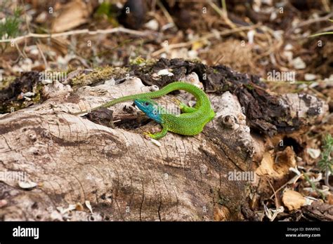 European green lizard Stock Photo - Alamy