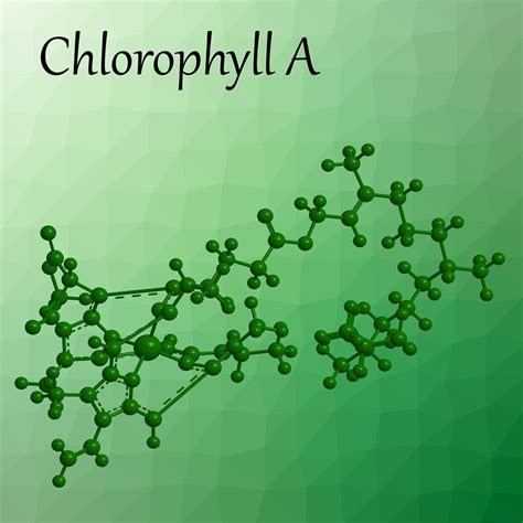 Chlorophyll Structure Diagram