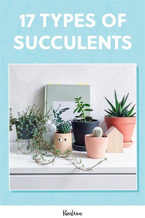 Types Of Succulents Types Of Succulents Succulents Different