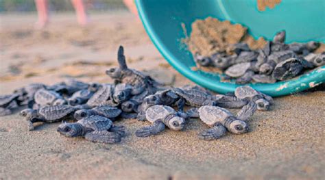 Aprende E Insp Rate Para Cuidar A Las Tortugas Golfina Con El Mini