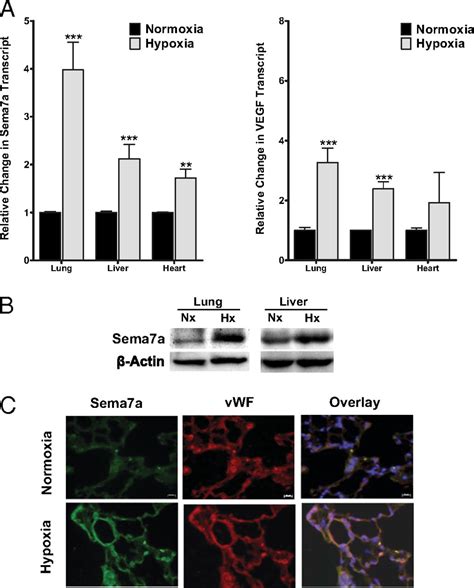 Endothelial Semaphorin 7a Promotes Neutrophil Migration During Hypoxia