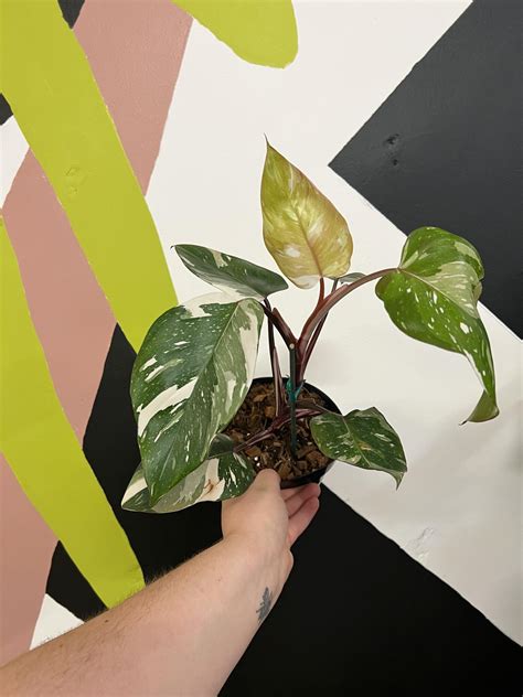 Philodendron Red Anderson The Curious Plantaholic