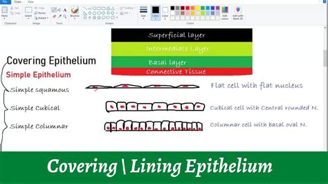 Covering Lining Epithelium Epithelial Tissue Histology Youtube