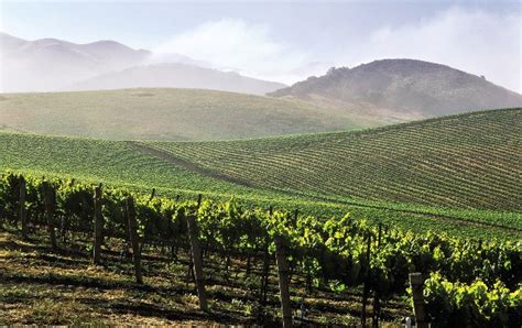 California Wines and Tips For California Wineries Tours – EtravelTrips.com