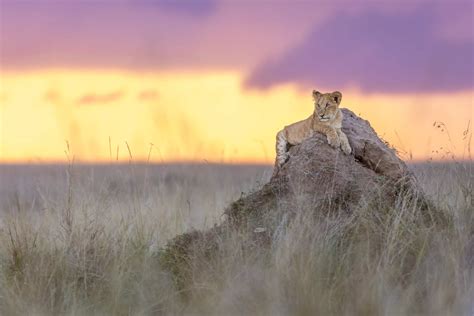 Canon EOS R3 for wildlife photography - Pangolin Photo Safaris