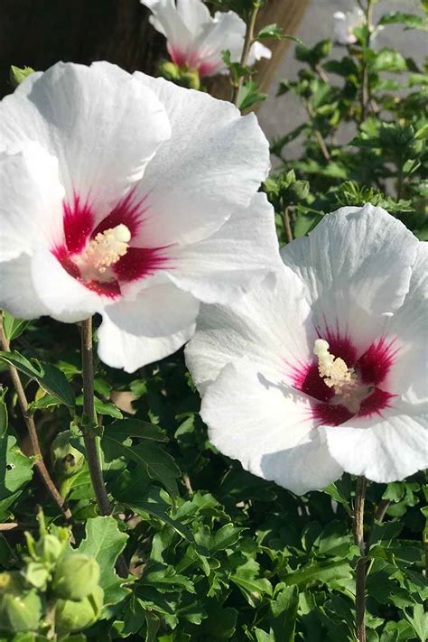 How to Grow and Care for Hardy Hibiscus Flowers (2023)