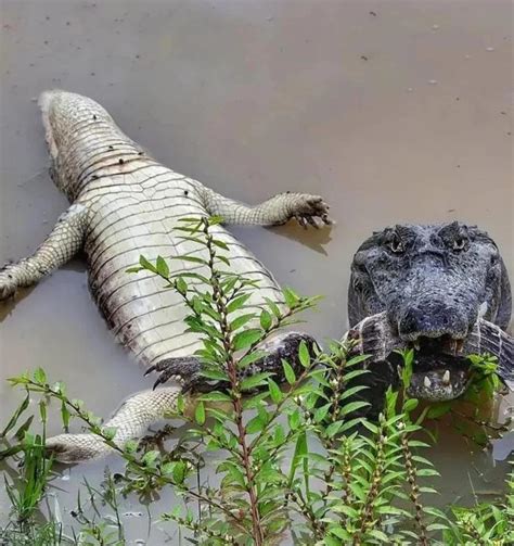 Psbattle Reptile In A Swamp Rphotoshopbattles