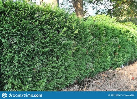 A Hedge Of Leyland Cypress Cupressocyparis Leylandii Stock Image