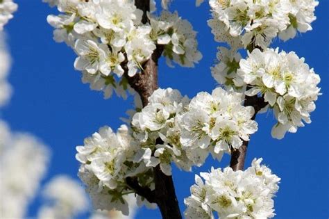 Casas Rurales Para Ver La Floraci N De Los Cerezos Del Jerte