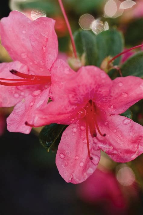 Video Watering Your Encore Azaleas Artofit