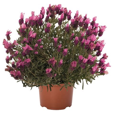 Lavandula La Diva Papillon Deep Rose Products D Mmen Orange