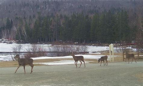 Wildlife Watching, Whitetail Deer in Kokadjo, Moosehead Lake and ...