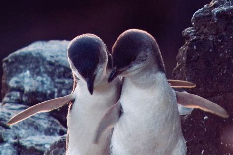 Akaroa: Pohatu Little Penguins 3-Hour Evening Experience | GetYourGuide