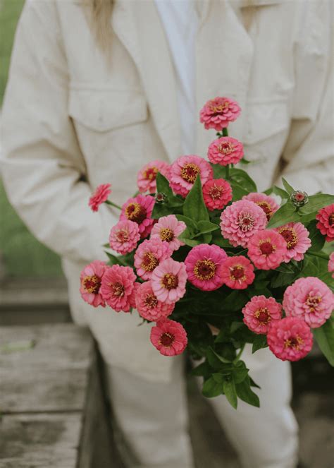 Seeds Zinnia Lilliput Pink Mix Buy Seeds Online Florea