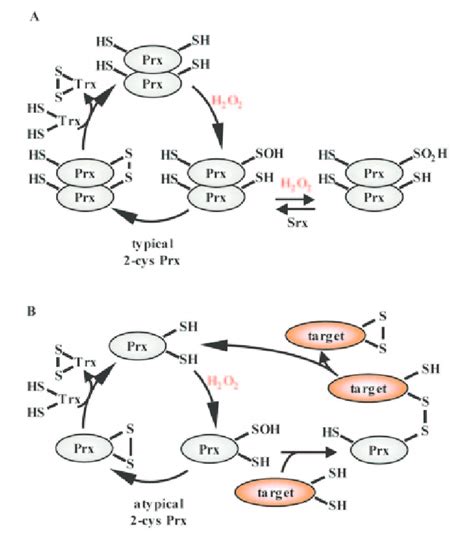 Thiol Peroxidases Enzymatic Cycles A B On Reaction With H 2 O 2