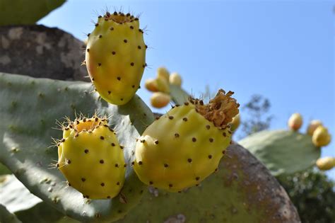 Opuntia Fruits Plant Prickly Free Photo On Pixabay Pixabay
